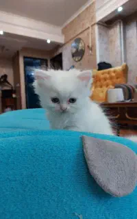 گربه