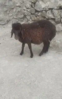 فروش‌بره‌نر‌برای‌قربانی