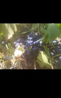 انگور سیاه کیلویی ۱۰۰هزار