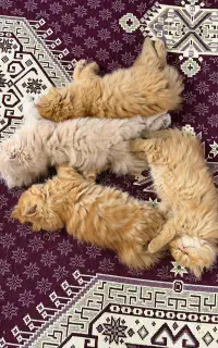 بچه گربه پرشین اصیل 2 ماهه