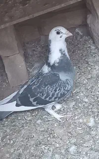 کبوتر