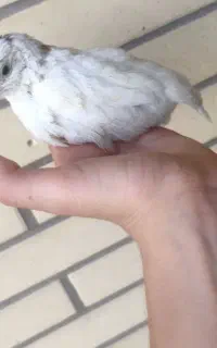 جوجه بلدرچین آمریکایی و بومی