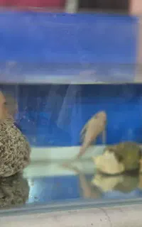 اکواریوم
