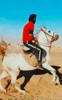 دو راس درجه یک مادیان