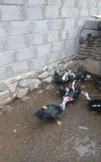 اردک شوروی