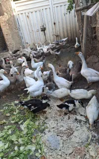 تخم قوغاز نطفه دار صدرصد وهم قوغاز فروشی داریم