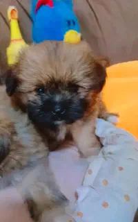 توله شیتزو فلت