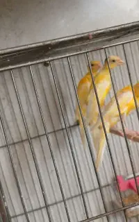 قناری یکسر۴ماهه