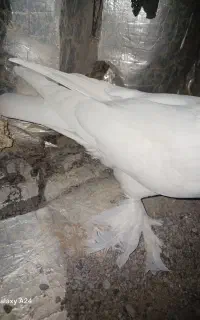 کفتر