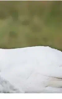 بوقلمون سفید