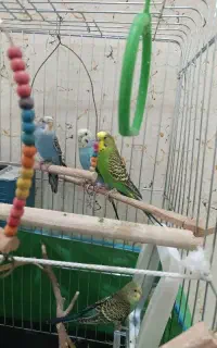 جفت مرغ عشق فوق مولد با جوجه