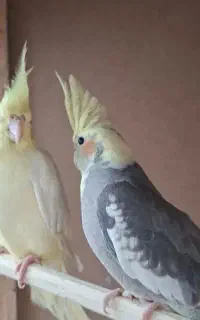 ۴ عدد عروس هلندی