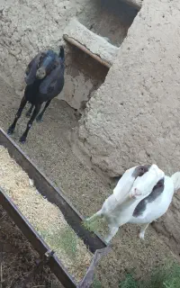 بز دورگه