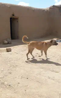توله ماده سرابی