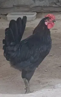 خروس جوان 5ماهه