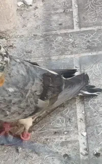 کبوتر نر