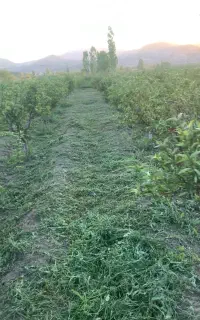 علف زنی