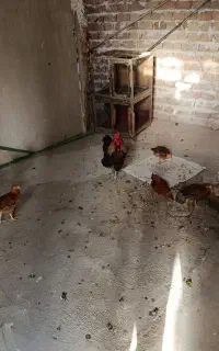 مرغ خروس نیمچه