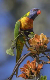 عروس هلندی پیدا شده