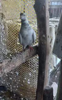کبوتر