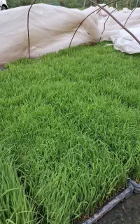 نشا هاشمی درجه یک