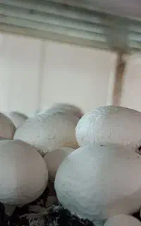فروش کمپوست