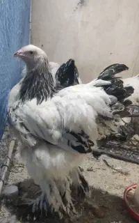 نیمچه برهما لایت