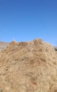 علف