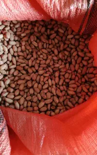 بادام اطلس بذری