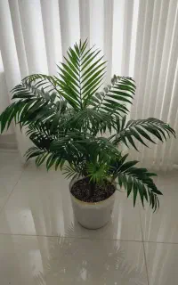 پاندانوس و نخل