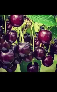 میوه خوب میخوای کود خوب بزن