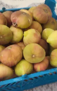 فروش انجیر