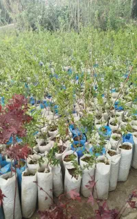 تولید نهال گلدانی بادام