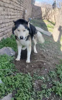 سگ هاسکی