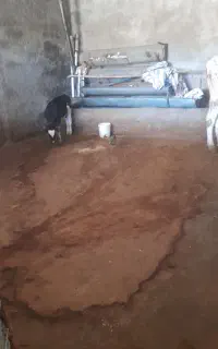 گاوداشتی