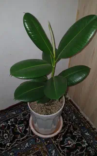 گل فیلتوس باگلدان بزرگ چینی سالم زیبا