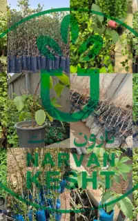 انواع نهال های گلدانی