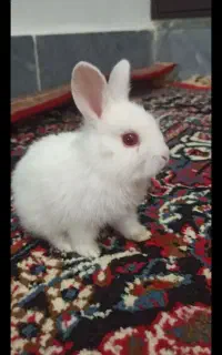 خرگوش