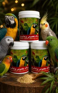 سرلاک طوطی سانان عروس گرینچیک راهب و...
