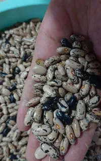 پاچ باقالا گیلانی