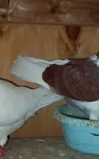 جفت کبوتر
