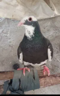 کفتر