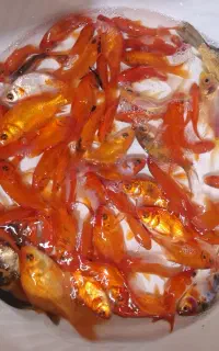 ماهی قرمز/طعمه/شکار/شکاف گیری