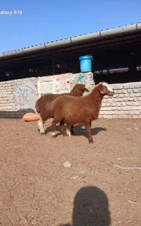 ۲راس بره ماده