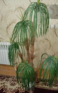 گلدان درخت