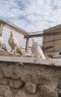 کبوتر آلمانی وپلاکی