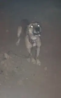 سگ نگهبان