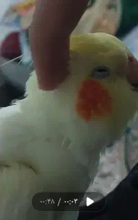 عروس هلندی گمشده
