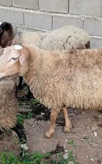 گوسفند رومانوف ۳ قله زا