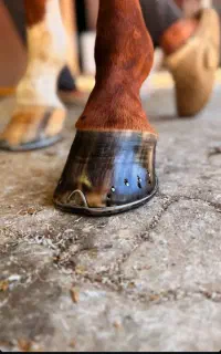 نعلبندی‌ اسب